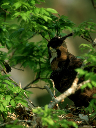 Ornate Hawk-Eagle At Nest, Mexico And S. America by Patricio Robles Gil Pricing Limited Edition Print image