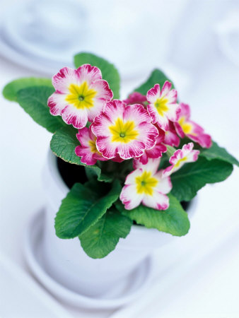 Houseplant, Polyanthus In White China Pot by Linda Burgess Pricing Limited Edition Print image