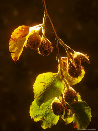 Beech, Nuts by David Boag Pricing Limited Edition Print image