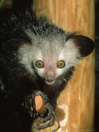 Aye-Aye, Daubentonia Madagascariensis by Alan And Sandy Carey Pricing Limited Edition Print image