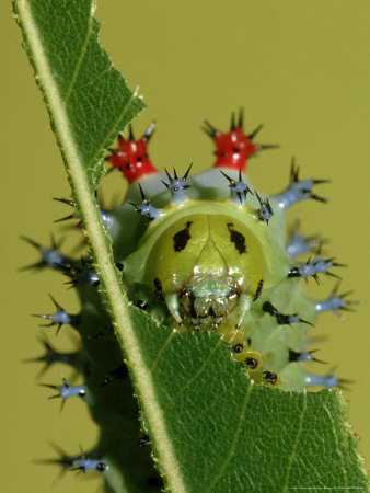 Cecropia Moth Caterpillar-Portrait by Brian Kenney Pricing Limited Edition Print image