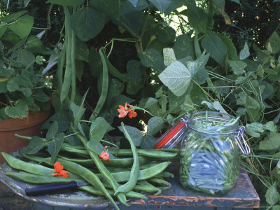 Fresh & Salted Runner Beans Still Life On Table With Glass Jar, Beans, Pelargonium & Knife by Linda Burgess Pricing Limited Edition Print image