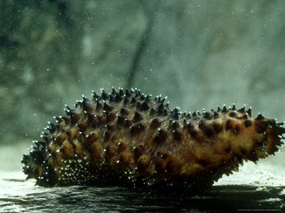Sea Cucumber/Cotton Spinner, Devon, Uk by Oxford Scientific Pricing Limited Edition Print image