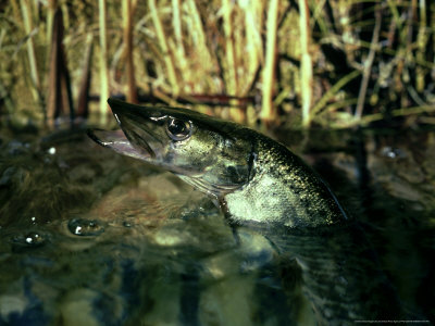 Pike, Esox Lucius Emerging From Water by Overseas Press Agency Pricing Limited Edition Print image