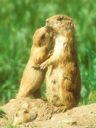 Black-Tailed Prairie Dog, Family Group, Colorado by David Boag Pricing Limited Edition Print image