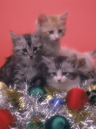Four Kittens With Christmas Decor by Edward Slater Pricing Limited Edition Print image