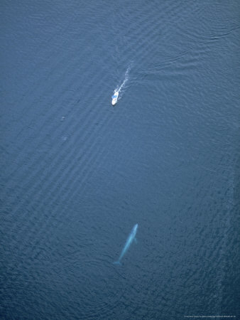 Blue Whale, With Boat, Mexico by Patricio Robles Gil Pricing Limited Edition Print image