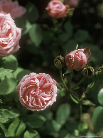 Rosa Hermosa (China Rose) by David Askham Pricing Limited Edition Print image