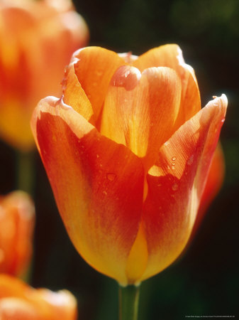 Tulipa Neustruevae Orange Emperor Close-Up Of Flower by Sunniva Harte Pricing Limited Edition Print image