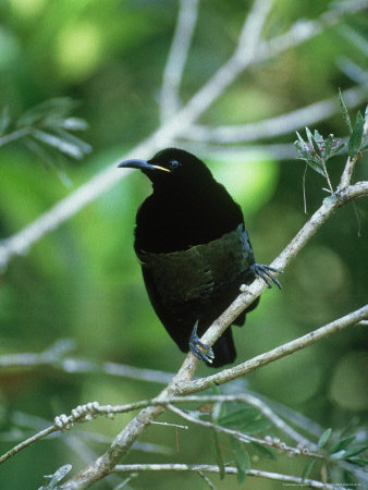 Paradise Rifle Bird On Branch, Australia by Patricio Robles Gil Pricing Limited Edition Print image