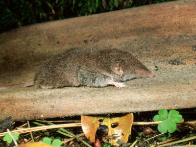Lesser White-Toothed Shrew, Lisbon, Portugal by Paulo De Oliveira Pricing Limited Edition Print image