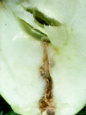 Codling Moth, Larva Burrowing In Apple, Notts by David Fox Pricing Limited Edition Print image