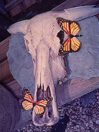 Cow Skull And Monarch Butterflies by Scott Berner Pricing Limited Edition Print image