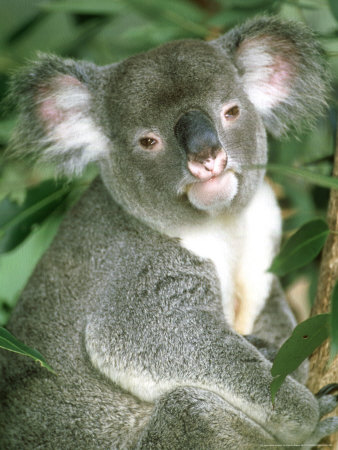 Koala, Portrait, Australia by Patricio Robles Gil Pricing Limited Edition Print image