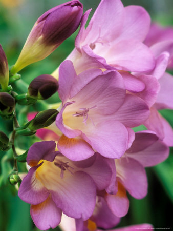 Freesia (Purple) by Mark Bolton Pricing Limited Edition Print image
