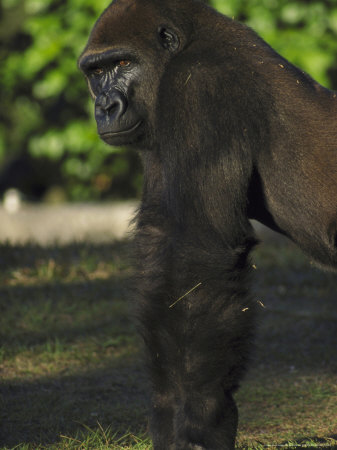 Lowland Gorillagorilla Gorillaendangered Species by Brian Kenney Pricing Limited Edition Print image