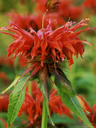 Monarda, Squaw (Bergamot), Scented Leaves, Bright Red Flowers With Narrow Green Leaves by Mark Bolton Pricing Limited Edition Print image