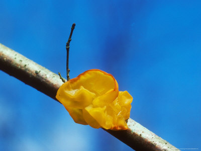 Yellow Brain Fungus, Tremella Mesenterica by David Boag Pricing Limited Edition Print image