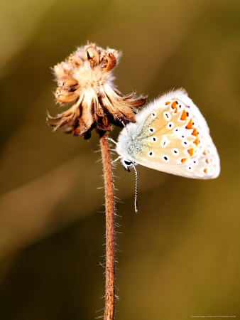 Common Blue Butterfly, Resting On Dead Flower Head, Hampshire, Uk by Philip Tull Pricing Limited Edition Print image
