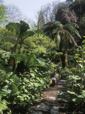 Heligan Garden, Cornwall Jungle Garden, Path Dicksonia Antartica, Rhododendron by David Askham Pricing Limited Edition Print image