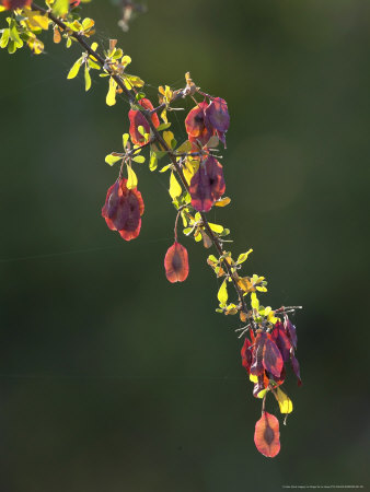 Purple-Pod Terminalia Seeds, Northern Tuli Game Reserve, Botswana by Roger De La Harpe Pricing Limited Edition Print image