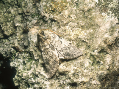 Yellow Horned Moth, Imago, Thoresby, Uk by David Fox Pricing Limited Edition Print image