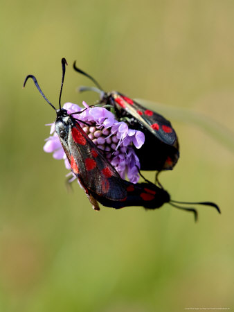 Six-Spot Burnets, Mating On Small Scabious In August, Uk by Philip Tull Pricing Limited Edition Print image