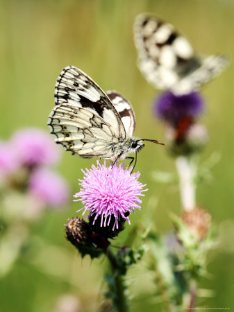 Marbled White Butterfly, Feeding On Slender Thistle, West Berkshire, Uk by Philip Tull Pricing Limited Edition Print image