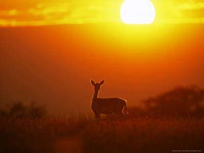 Fallow Deer, Doe At Sunset, Hampshire, Uk by David Tipling Pricing Limited Edition Print image