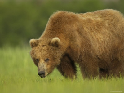 Grizzly Bear Feeding In Meadow by Andy Rouse Pricing Limited Edition Print image