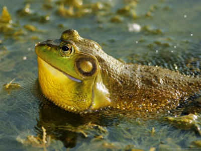 American Bullfrog, Calling, Ile Bizard Nature Park, Quebec, Canada by Robert Servranckx Pricing Limited Edition Print image