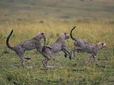 Cheetahs Bounding Through Grassland by Andy Rouse Pricing Limited Edition Print image