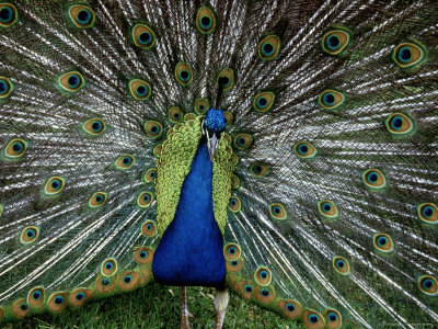 Peacock With Tail Extended by Carl Purcell Pricing Limited Edition Print image