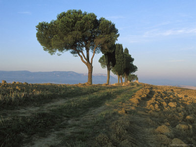 Trees Standing On Cliff by Fogstock Llc Pricing Limited Edition Print image