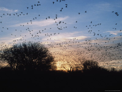 Bosque Del Apache Wild Life Refuge In Socorro, Nm by Scott Christopher Pricing Limited Edition Print image