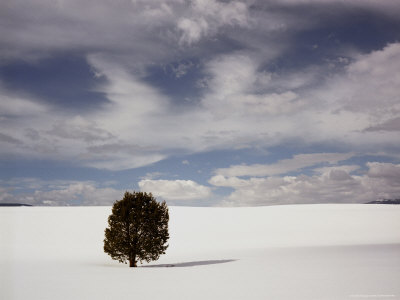 Lone Tree In Snowy Field by Keith Levit Pricing Limited Edition Print image