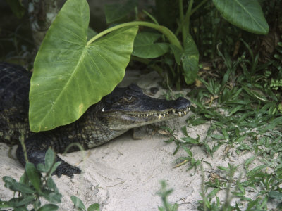 South American Caiman Alligator, Amazon, Peru by Jeff Randall Pricing Limited Edition Print image