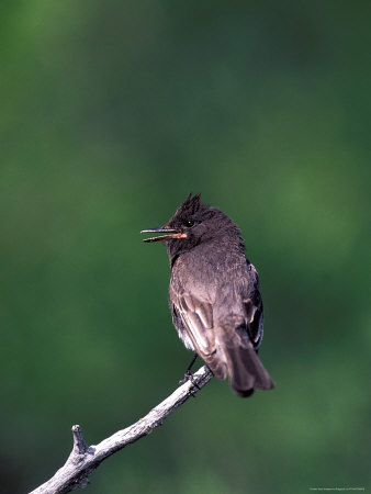 Black Phoebe Bird Sitting On A Branch by Fogstock Llc Pricing Limited Edition Print image
