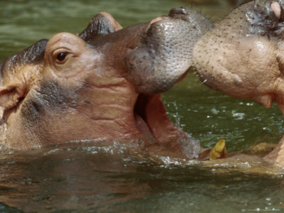 Hippos by Fogstock Llc Pricing Limited Edition Print image