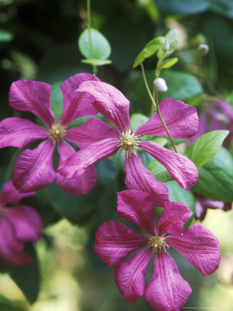 Clematis Perle Dazur Pink Flowers by David Murray Pricing Limited Edition Print image