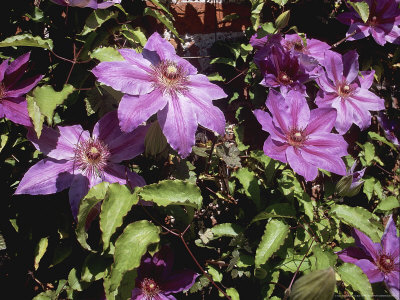 Clematis Horn Of Plenty by Bob Challinor Pricing Limited Edition Print image