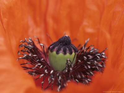 Argemone Platycearas (Crested Poppy) by Hemant Jariwala Pricing Limited Edition Print image