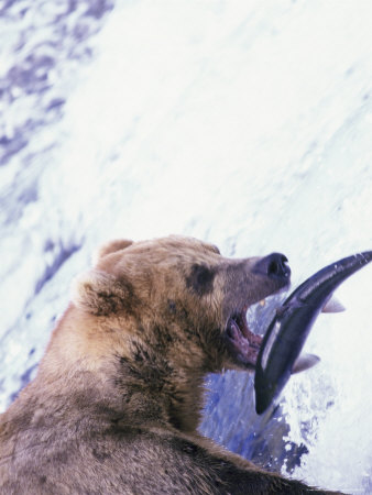 Brown Bear, Ursus Arctos, Katmai National Park, Ak by Mark Newman Pricing Limited Edition Print image