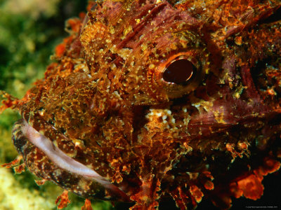 Scorpion Fish (Genus Scorpaena), Oman by Chris Mellor Pricing Limited Edition Print image