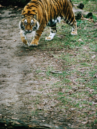 Bengal Tiger (Panthera Tigris) In Captivity, Toronto Zoo, Toronto, Canada by John Hay Pricing Limited Edition Print image