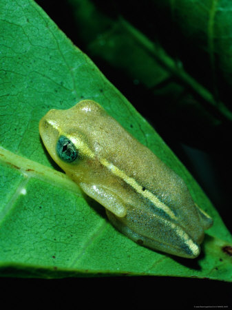 Tree Frog On Underside Of Leaf In Eastern Madagascar, Madagascar by David Curl Pricing Limited Edition Print image