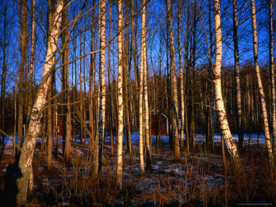 Late Afternoon Sunlight Through The Silver Birch Woodlands Of Tibble Near Stockholm, Sweden by Cornwallis Graeme Pricing Limited Edition Print image