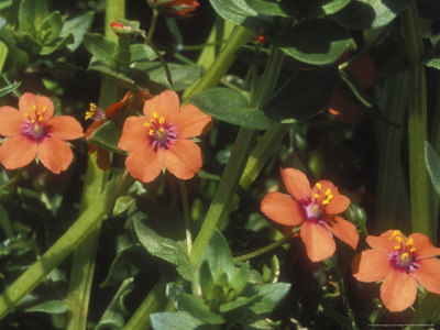 Scarlet Pimpernel, Summer by David Boag Pricing Limited Edition Print image