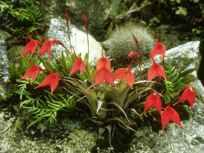 Orchid, Cordillera Blanca, Peru by Michael Fogden Pricing Limited Edition Print image