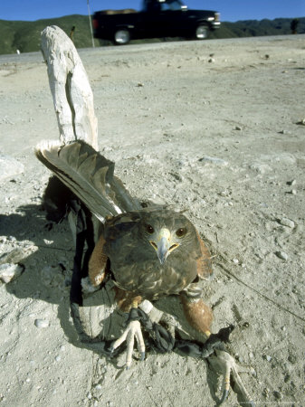 Bird Of Prey, Mexico by Patricio Robles Gil Pricing Limited Edition Print image